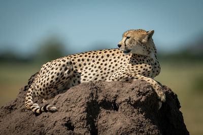 Close-up of cheetah sitting on rock