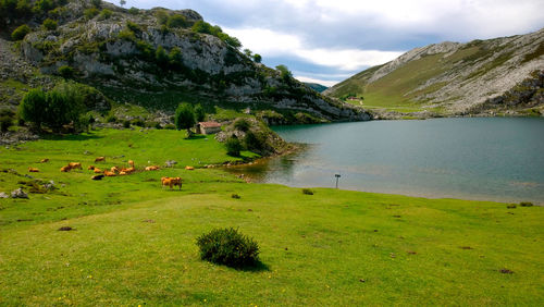 Scenic view of grassy field by lake against sky