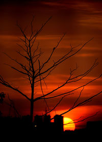 Silhouette of bare tree at sunset