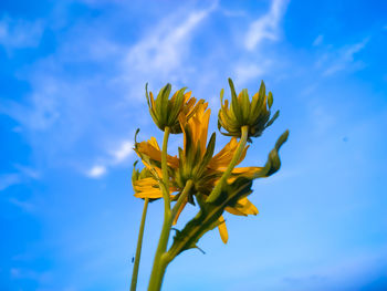 Low angle view of yellow flowering plant against blue sky