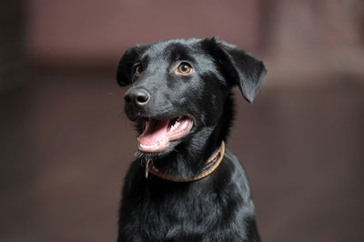 Close-up of black dog looking away