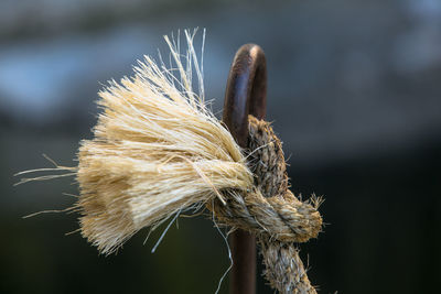 Close-up of dandelion