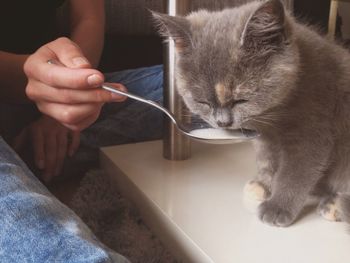 Midsection of woman holding cat sitting on hand