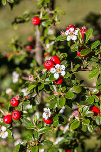 Close-up of red flowering plant