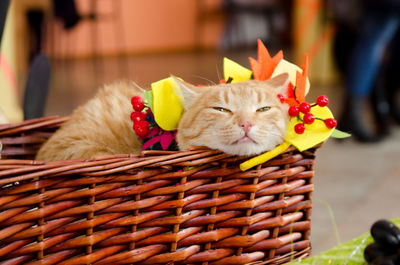 Funny kitten who lies in a wicker basket decorated with paper autumn leaves.