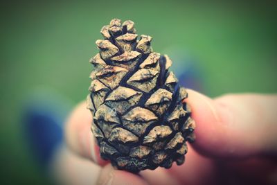 Cropped hand holding pine cone