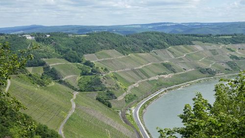 Landscapes with vine terrasses on valley of rhine river