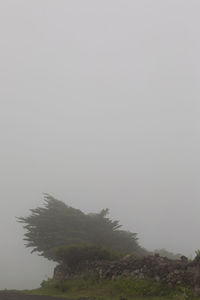 Scenic view of trees against clear sky