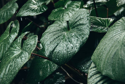 Close-up of raindrops on leaves