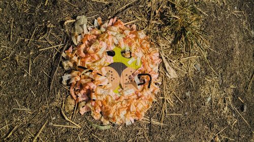 High angle view of autumn leaf on grass