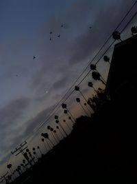 Low angle view of birds flying in sky