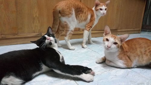 Portrait of cats on carpet