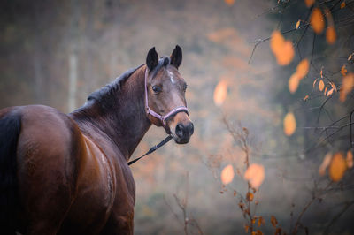 Horse standing on road