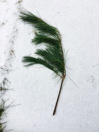 High angle view of tree