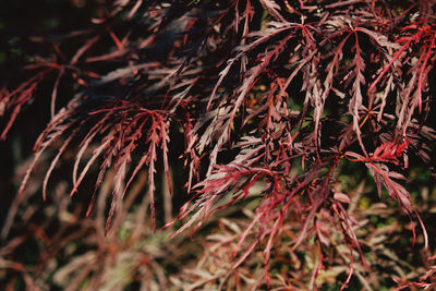 Close-up of dry leaves on field