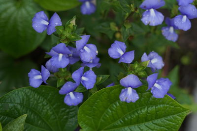 Close-up of purple hydrangea flowers