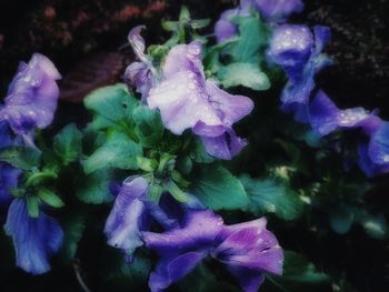 Close-up of purple flowering plants