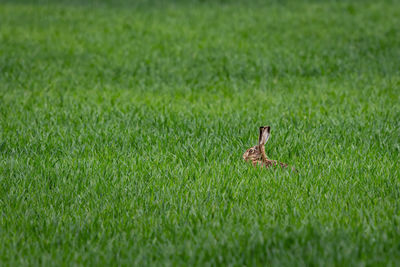 Bird on a field