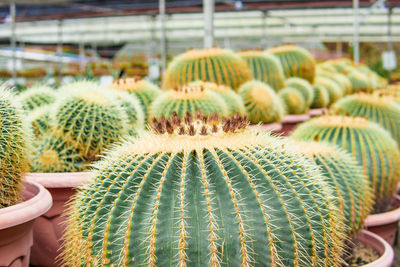 Close-up of cactus plant in greenhouse