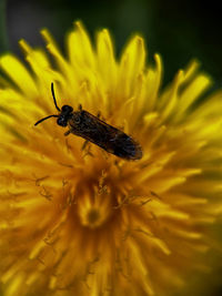 Close-up of insect on yellow flower