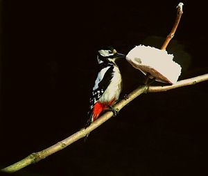 Close-up of black background