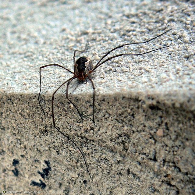 animal themes, one animal, animals in the wild, insect, wildlife, spider, close-up, focus on foreground, selective focus, full length, nature, zoology, day, outdoors, dragonfly, no people, animal antenna, high angle view, arthropod