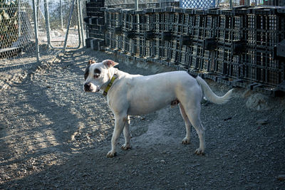 Dog standing in a fence