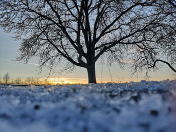 Bare tree on snow covered land during sunset