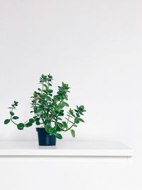 Close-up of plant against white background