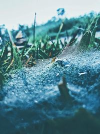 Close-up of wet leaf on field