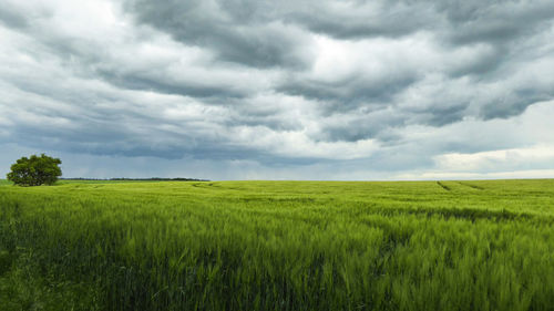 Scenic view of agricultural field against sky