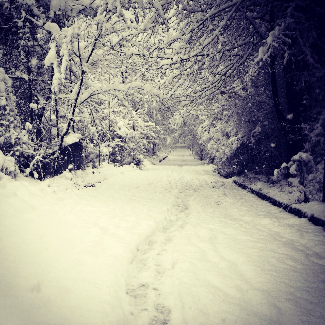 snow, winter, cold temperature, the way forward, season, weather, covering, diminishing perspective, white color, nature, vanishing point, road, tranquil scene, tranquility, tree, covered, landscape, beauty in nature, frozen, scenics