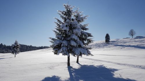 Trees on snow field against clear sky
