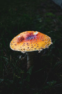 Close-up of mushroom growing on field