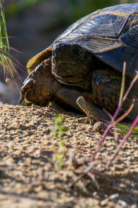 Close-up of turtle on field