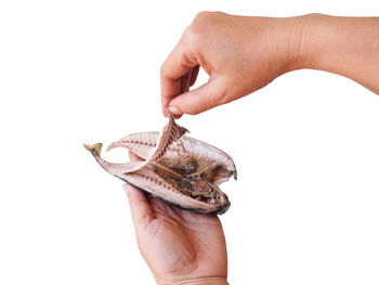 Midsection of person holding fish against white background