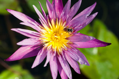 Close-up of bee pollinating flower