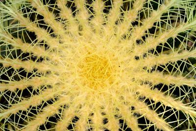 Full frame shot of cactus