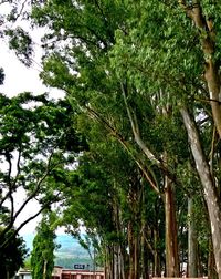 Low angle view of tree