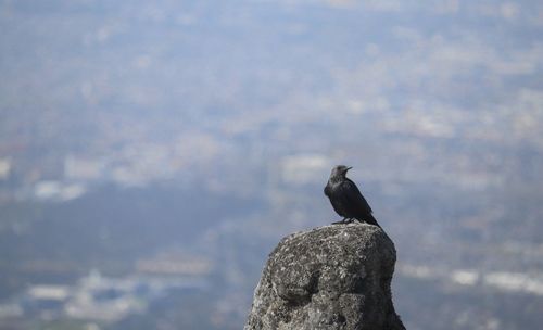 Bird perching on rock