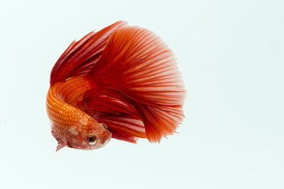 Siamese fighting fish against white background