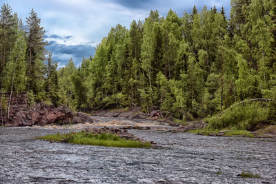 Scenic view of river in forest against sky