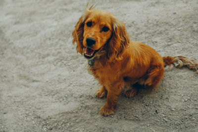 Portrait of dog looking away