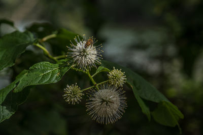 Honeybee collecting pollen on a buttonbush flower highlighted by the filtered sunlight in summertime 