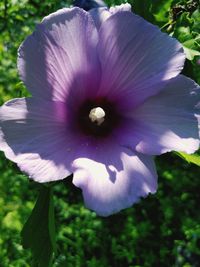 Close-up of purple flowering plant