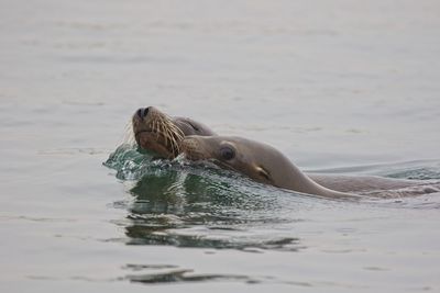 Close-up of turtle swimming in sea
