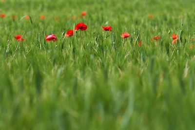 Red poppy flowers growing on field