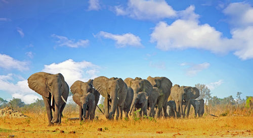 African elephants standing on african savannah