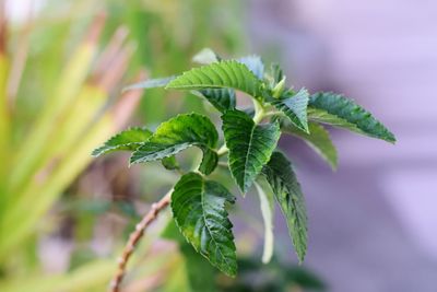 Close-up of fresh green plant