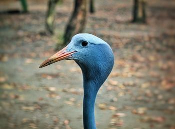 Blue crane